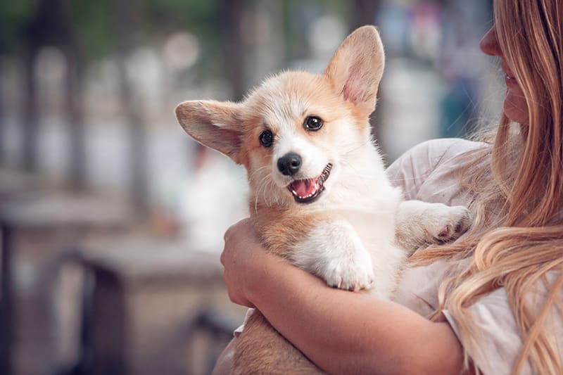 Corgi puppy in owners arms. Protect your puppy against the potentially deadly parvovirus