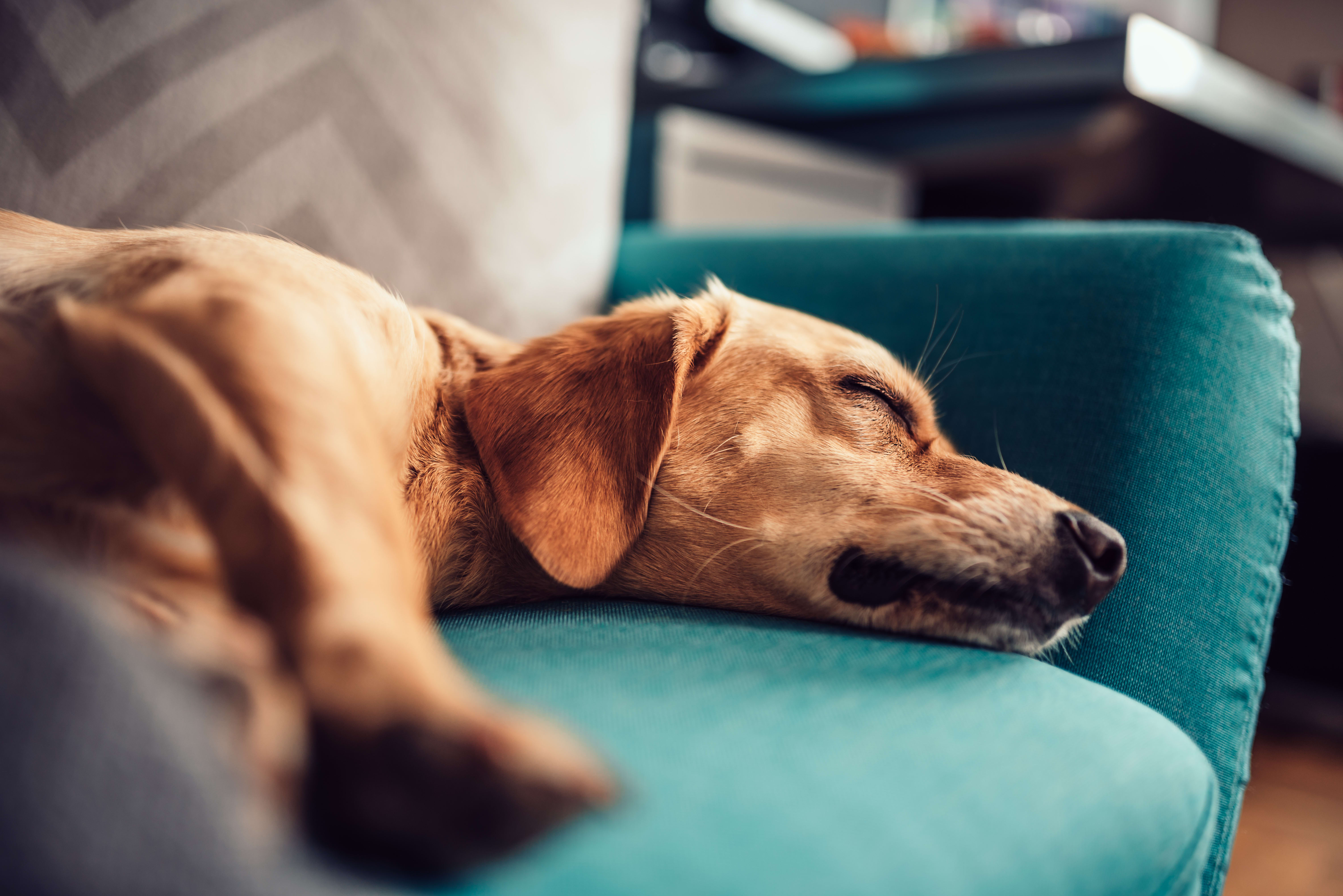 Lack of energy or sleeping lots can be a sign of depression in dogsHunterville vets explain more.