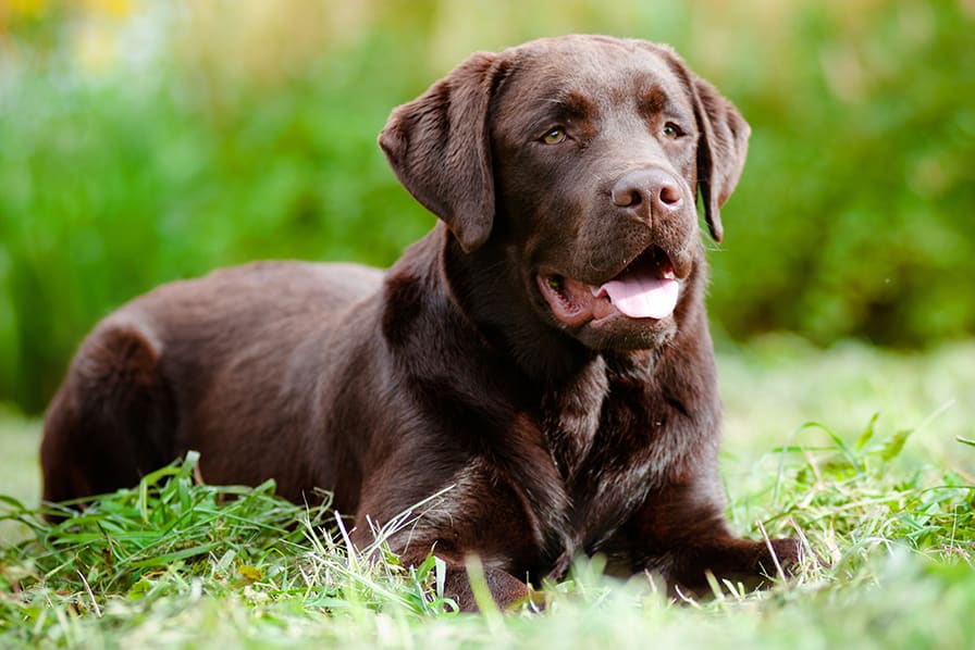 Chocolate lab laying in grass panting. Huntersville Vet.