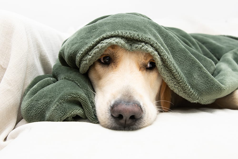 Dog hiding under blanket. Does your dog have a fever? We can help.