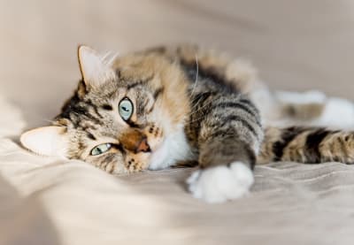 Bronchitis in Cats | Huntersville Vet