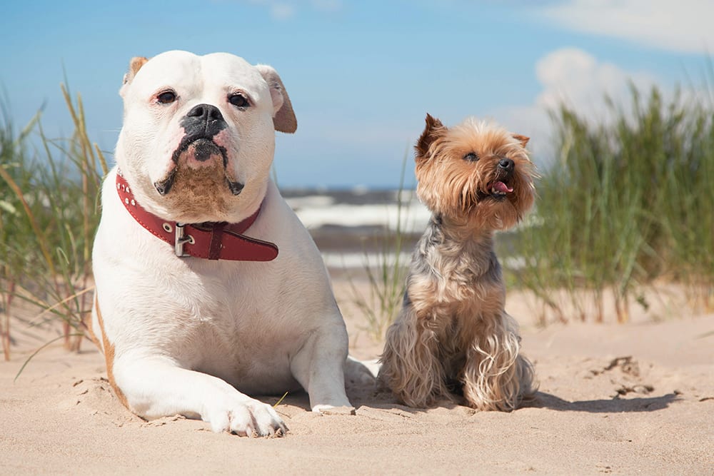 Dogs out at a beach.