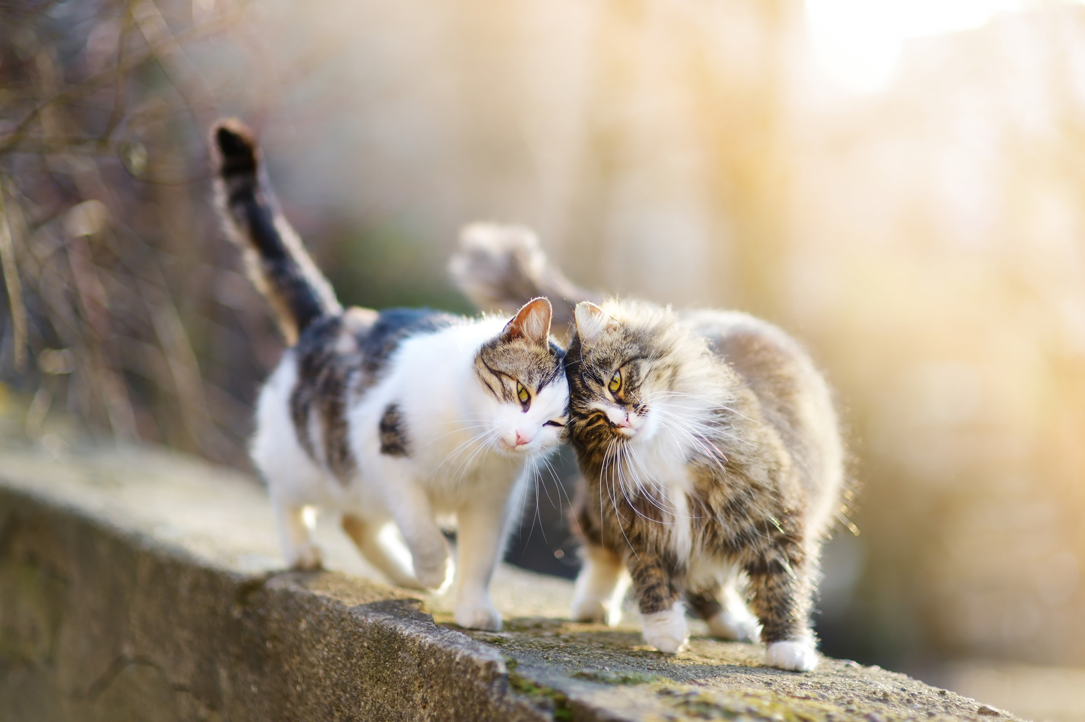 Two happy cats walking together with tails entwined. Help keep your cat healthy with the FVRCP vaccine.