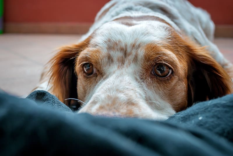What pet parents need to know about acute kidney failure in dogs, Huntersville Vet