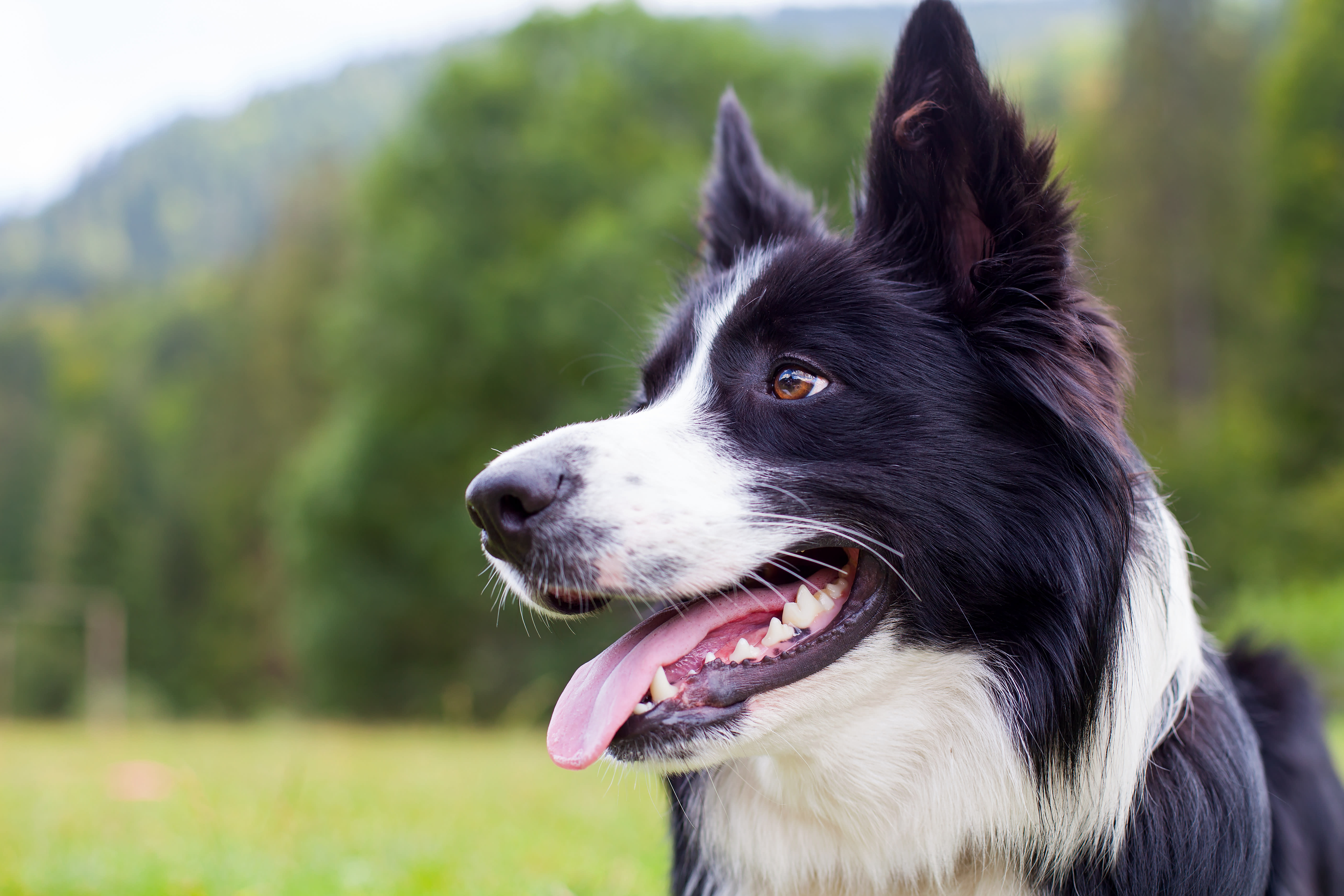 Asthma in Dogs | Huntersville Vet