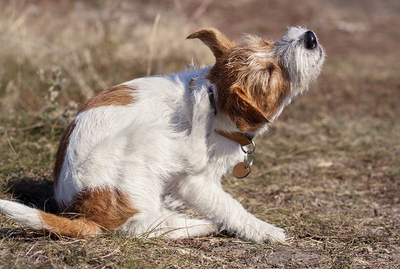 Best Flea Treatments for Dogs | Huntersville Vet