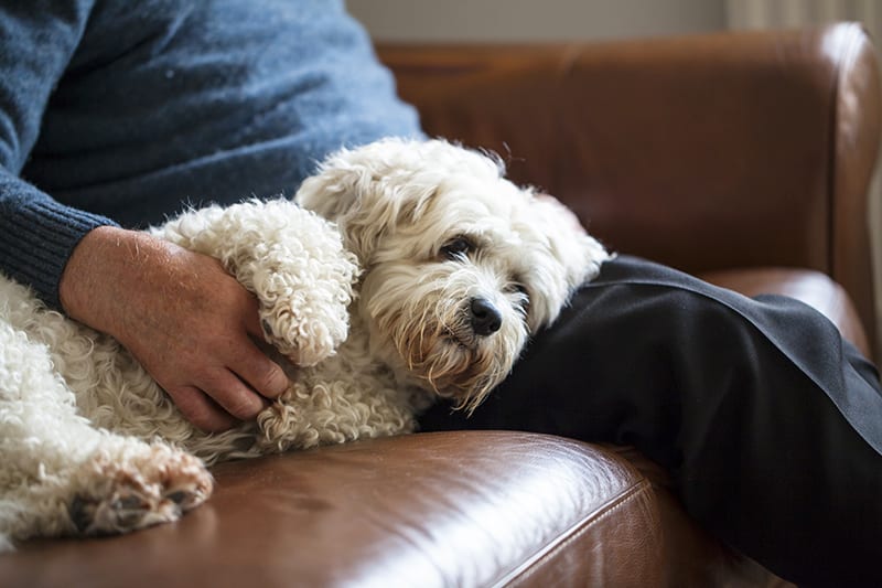 Wondering what you should be feeding your dog with kidney disease? Our Hunterville vets explain.
