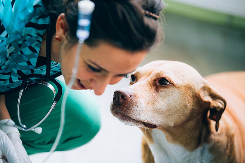If your dog is showing signs of a bladder infection, it's time to head to the vet for treatment before the infection becomes more severe. Huntersville Vet.
