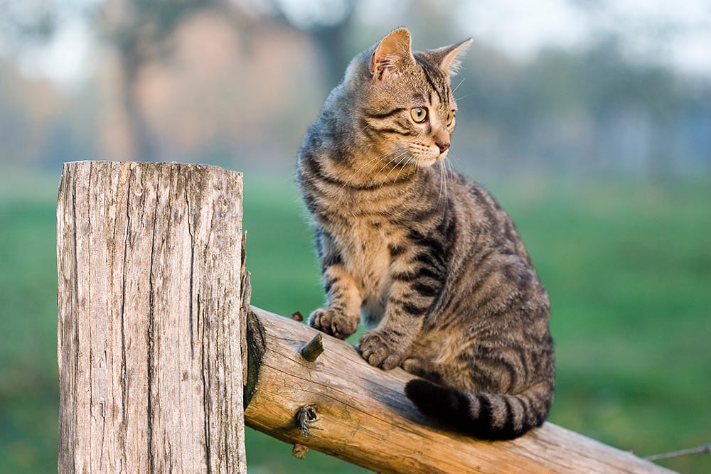 Tabby cat sitting on fence outside.