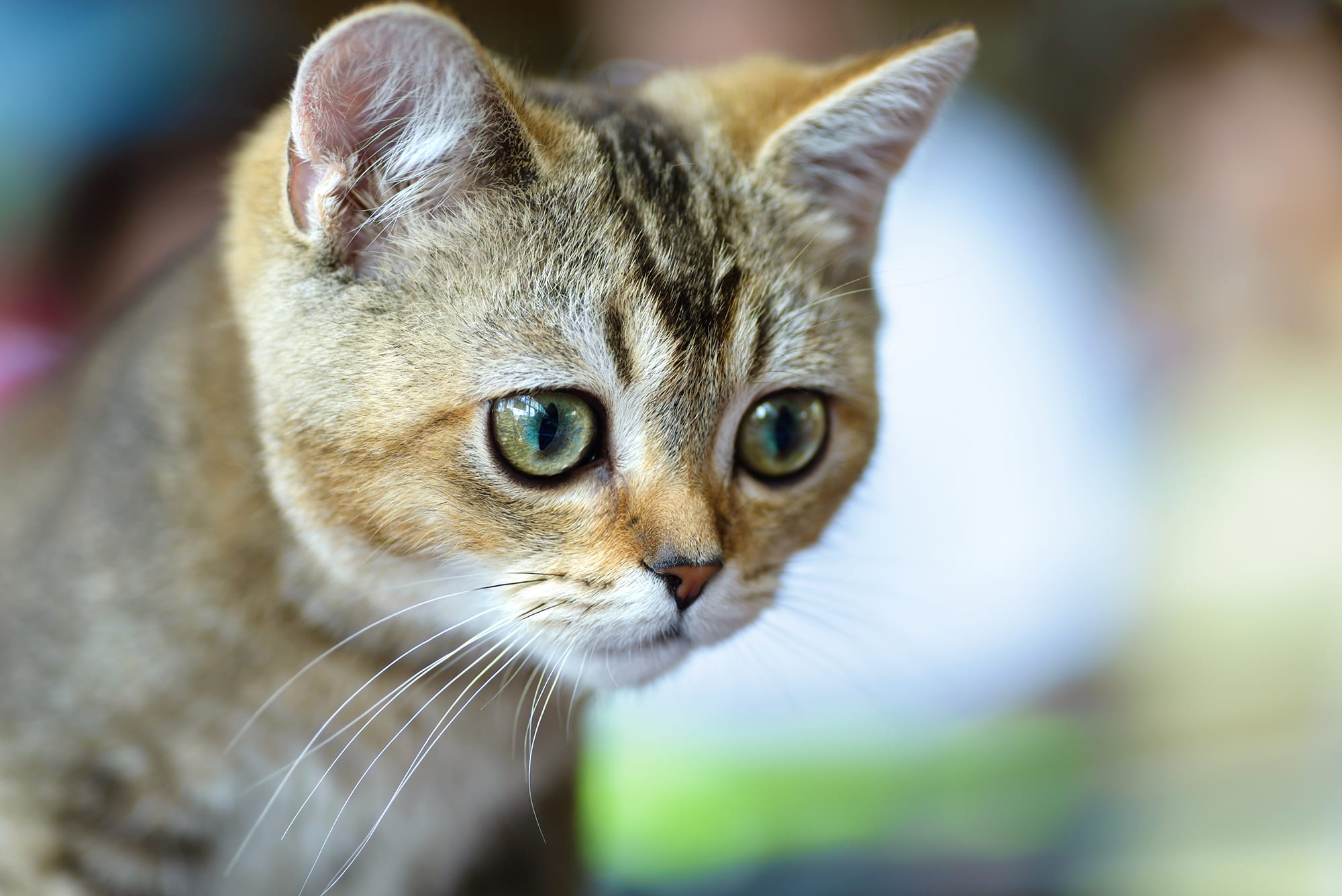 Beautiful young cat's face looking very serious and concerned. Read on to learn causes of smelly breath in cats and how it can be treated.