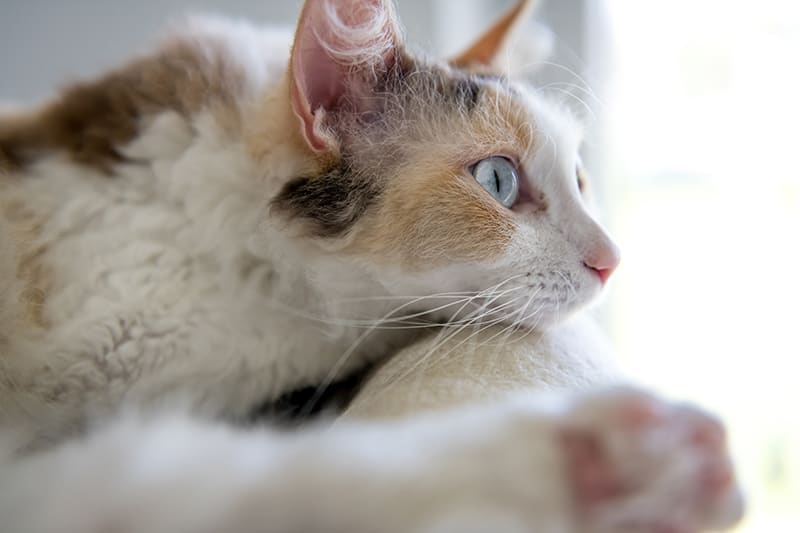 Cat laying down looking out of window | Huntersville Vet