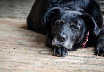 COPD in Dogs | Huntersville Vet