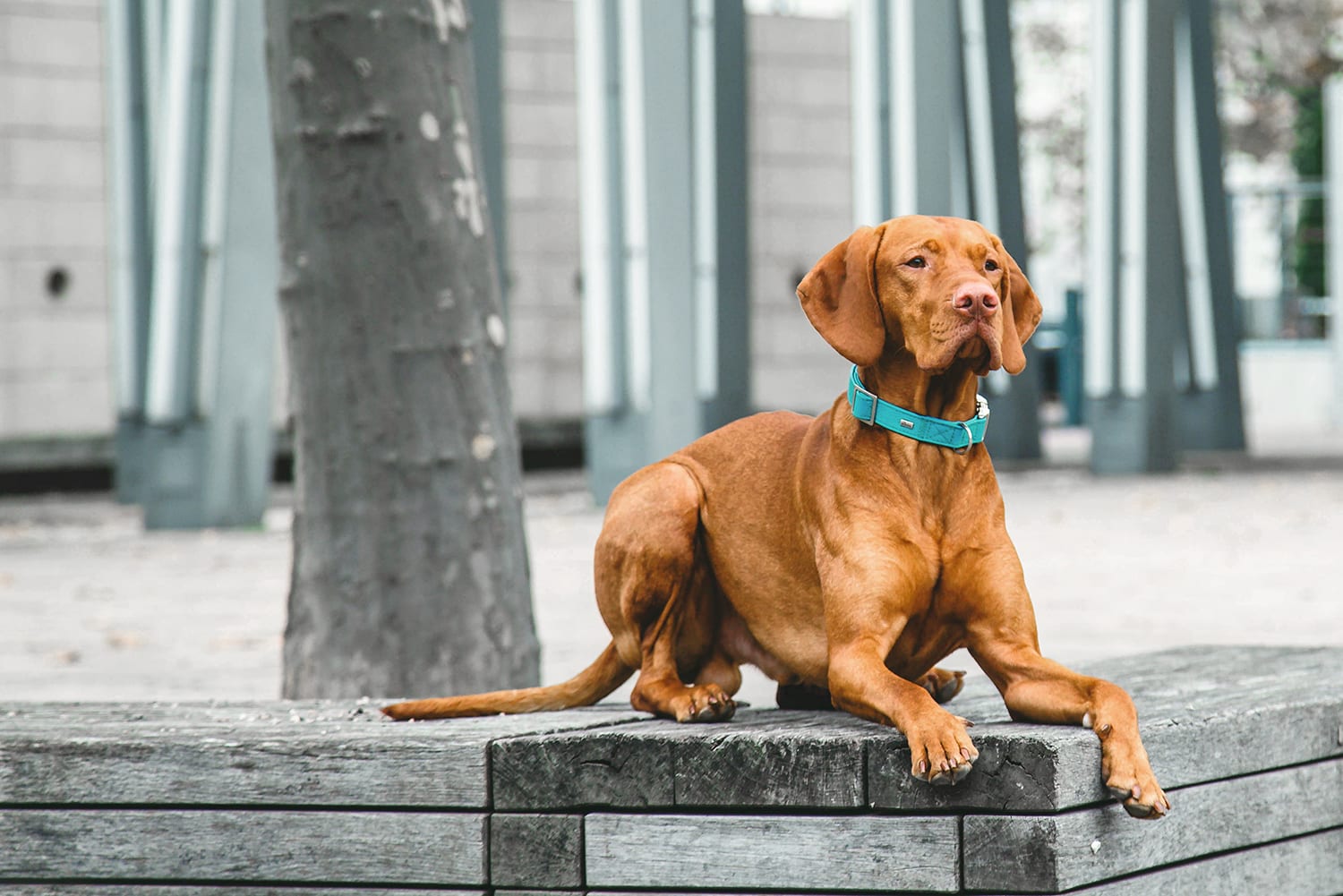 Any breed of dog can experience dry itchy skin. Golden brown dog relaxing outside..