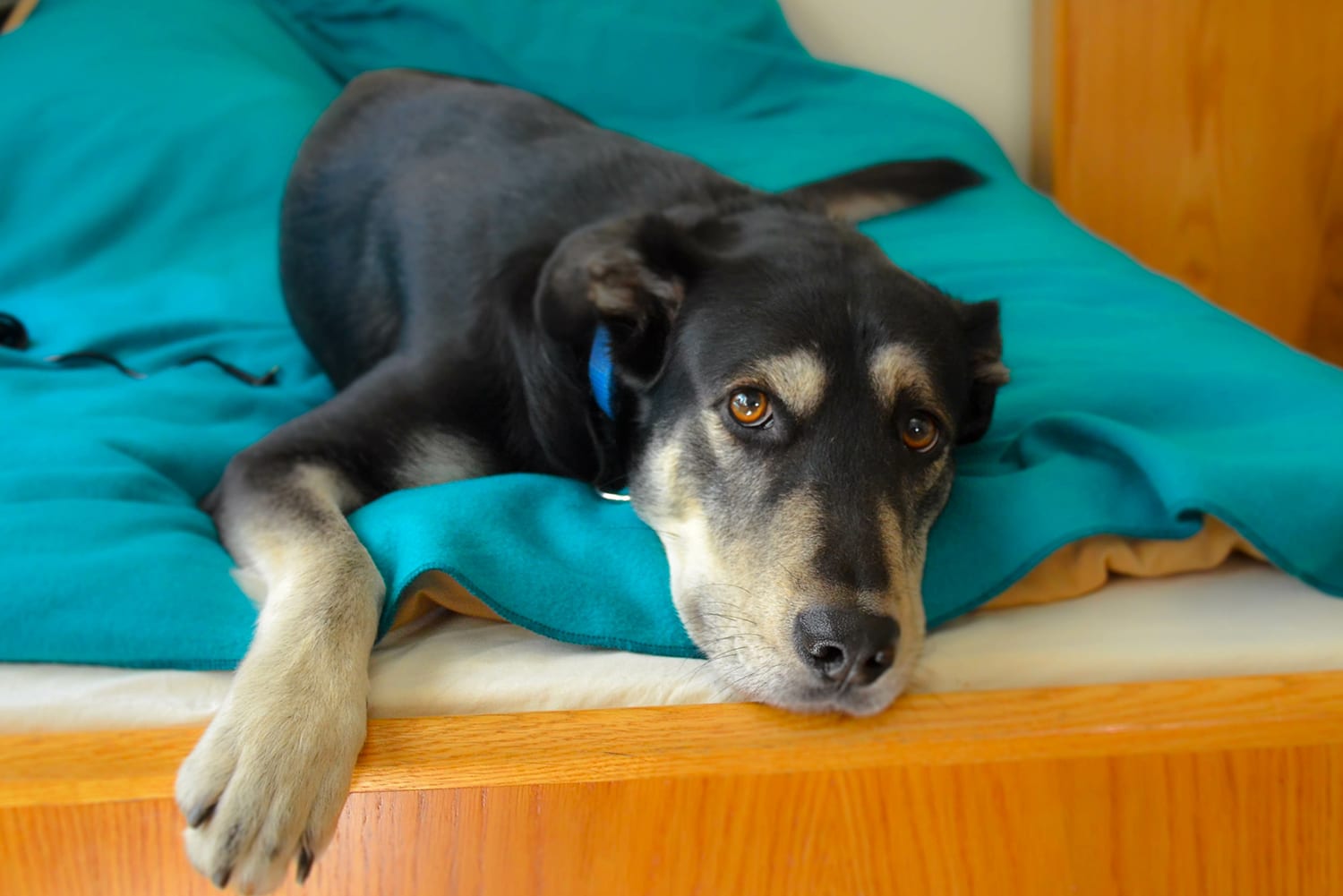 Sad looking dog flopped on a blue bed, looking into the camera. Can dogs eat bones?