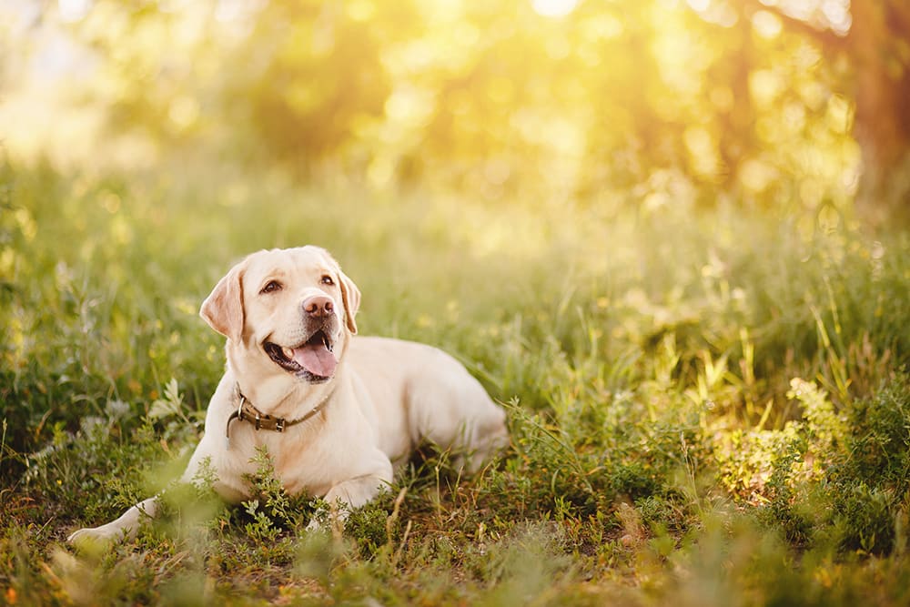 Dog outside in sunshine.