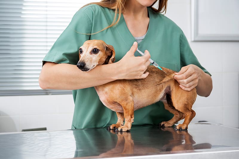 Relaxed looking small brown dog having vaccination at the vet's office. Huntersville Vet.