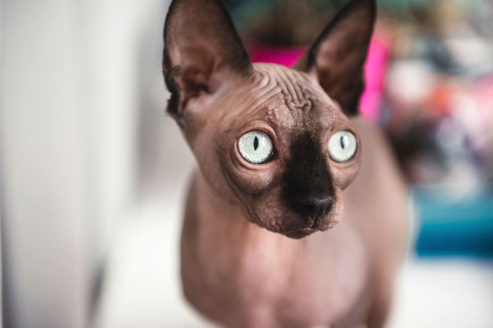 Sphynx cat with large ears and green eyes | Huntersville Vet
