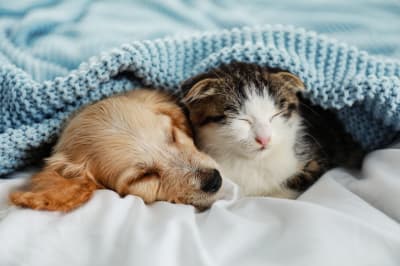 Pet Insurance & Wellness Plans | Huntersville Veterinarian