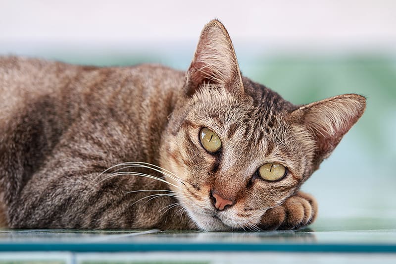 Slim cat laying down on blue glass surface looking into camera. Weight loss can be a sign of hyperthyroidism in cats. Huntersville Vet.