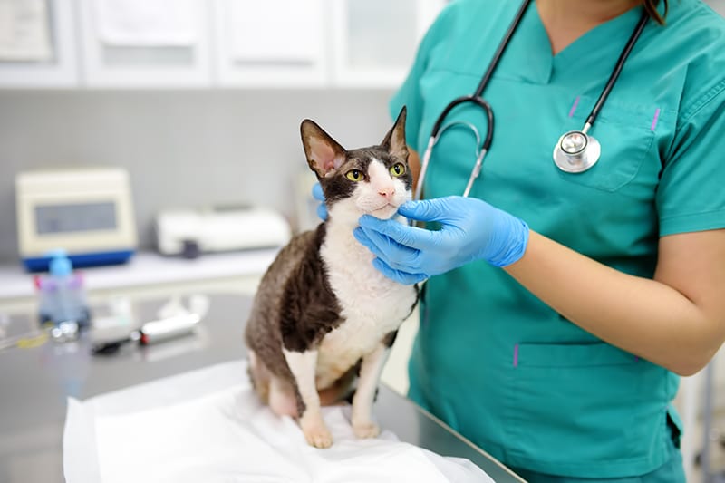 Cornish Rex cat at the vet having their annual routine exam. Huntersville Vet.