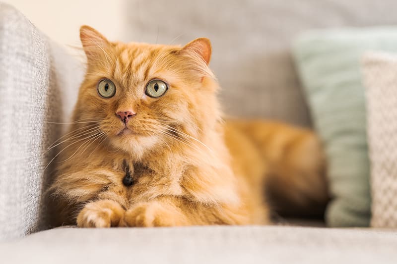 Ginger cat with green eyes relaxing on sofa with cushions | Huntersville Vet