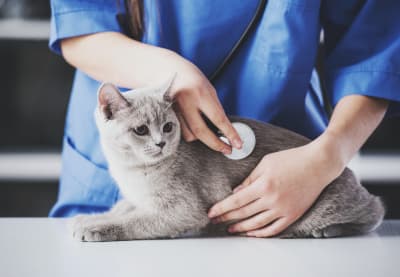 Cat Illnesses & Symptoms | Huntersville Vet