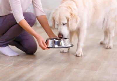 Dog Diabetes Diet | Huntersville Vet
