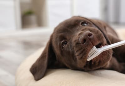 Dog Teeth Cleaning | Huntersville Vet