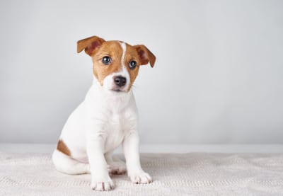 Dog Training Tips | Huntersville Vet