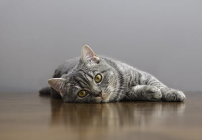 Heartworm Disease in Cats | Huntersville Vet