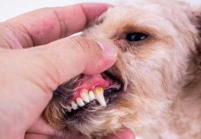Periodontal Disease in Dogs | Huntersville Vet