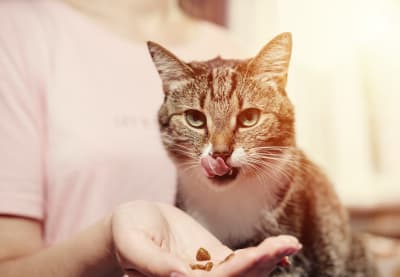Are cat dental treats worth it?
