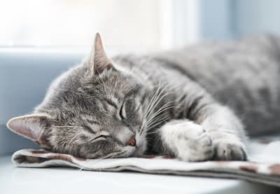 Pneumonia in Cats | Huntersville Vet