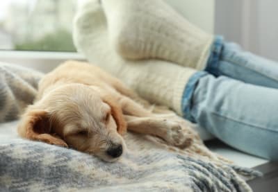 Pneumonia in Dogs | Huntersville Vet