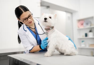 Skin Cancer in Dogs | Huntersville Vet