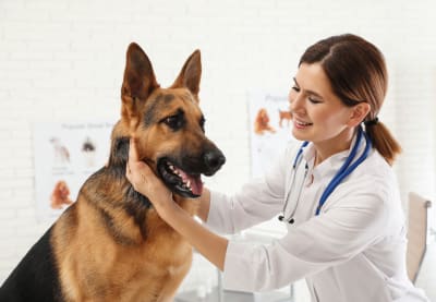 Tularemia in Dogs | Huntersville Vet