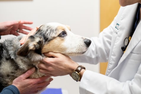 Veterinary Acupuncture, Huntersville Vet