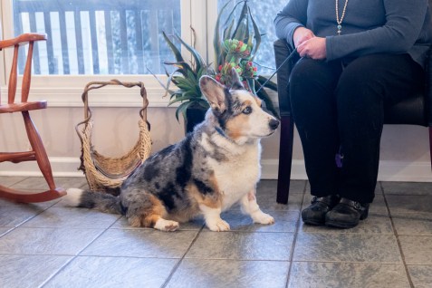 veterinary cold laser