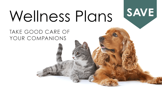 Wellness Plans, Huntersville Vet