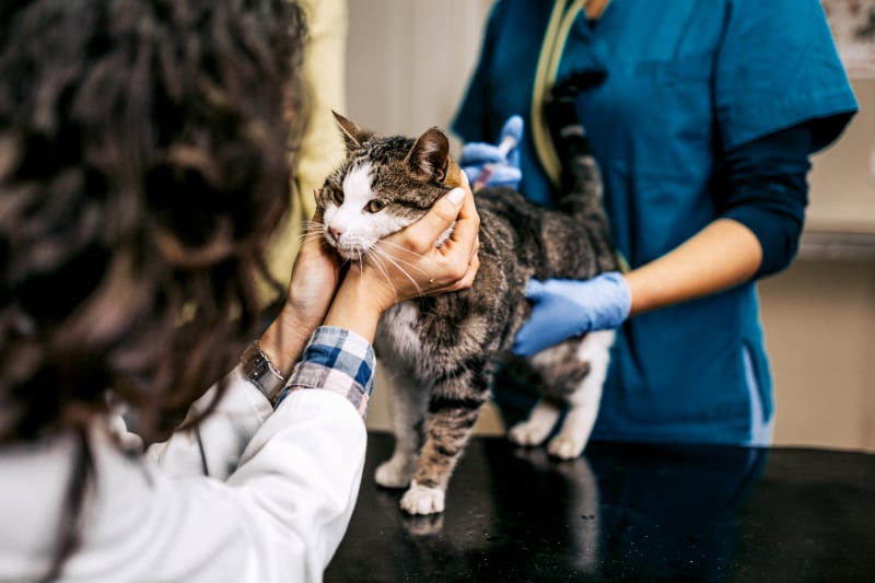 New Patients, Huntersville Vet