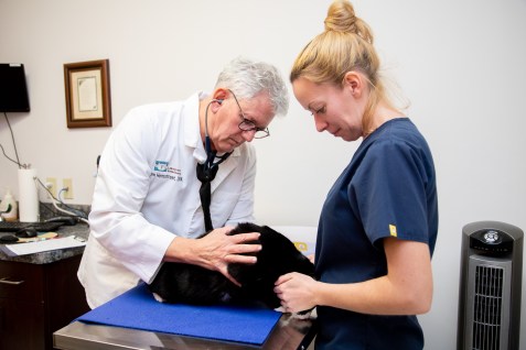 Routine Exams for Cats & Dogs, Huntersville Vet