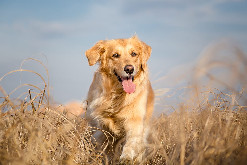 Grass, mold, weeds and fungus can all cause your dog to experience uncomfortable symptoms of seasonal allergies