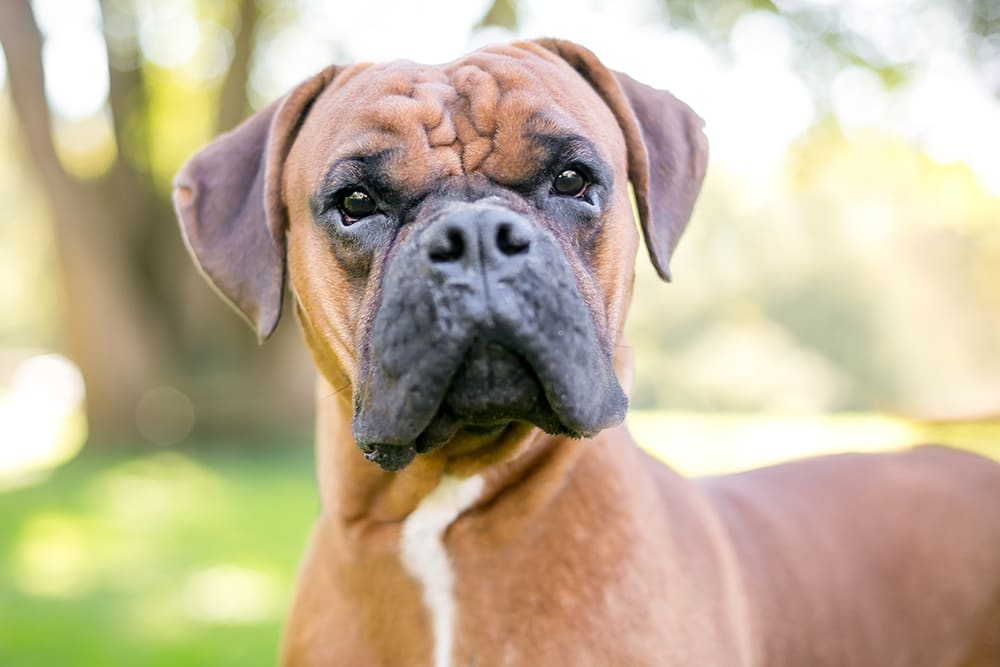 Boxer dog outside. Boxers face an increased risk of developing mast cell tumors.