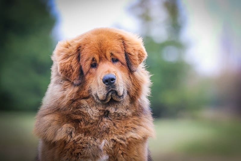 Big brown dog outside on the grass. Ticks often hide in long grass. Be sure to check your dog for ticks whenever you have been outside where ticks may hide.. Huntersville Vet.