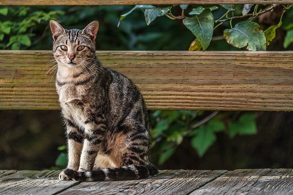 Slim cat sitting calmly on park bench looking at camera.