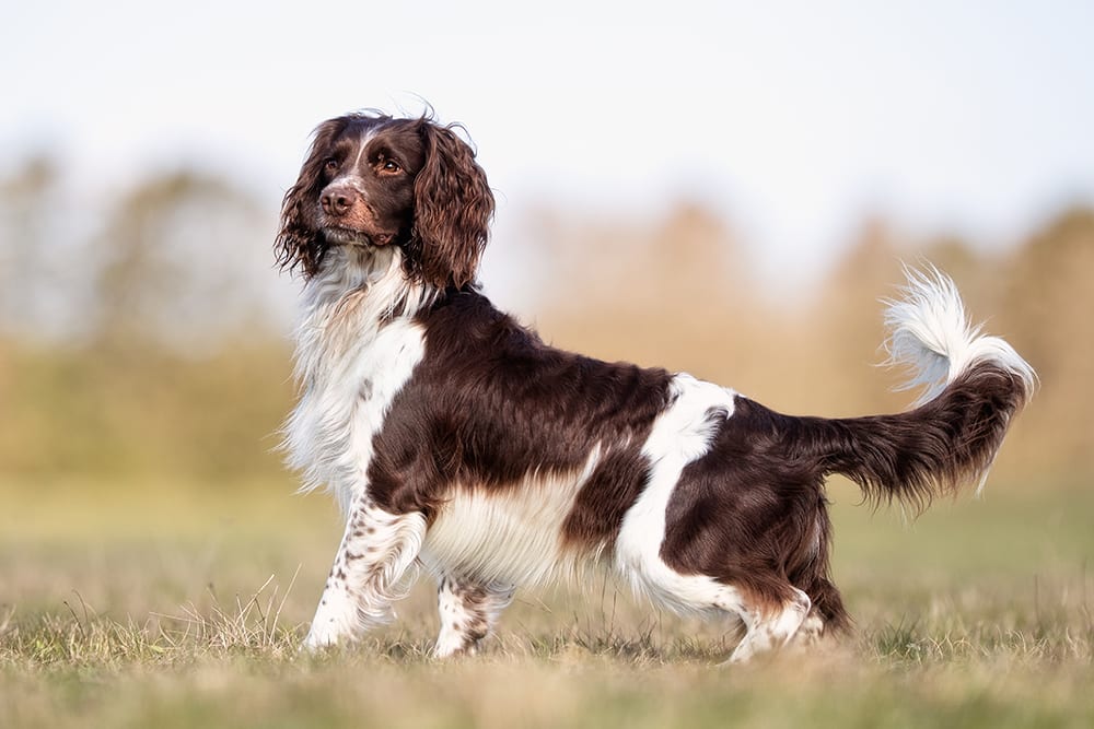 Springer spaniel in a field. How to understand your dog's urinalysis test results