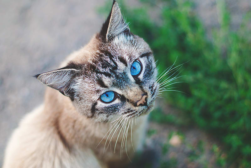 Vaccinations that every outdoor cat should have | Huntersville Vet