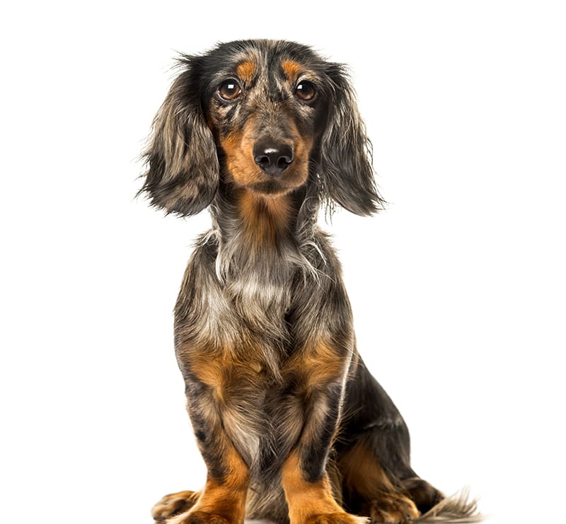 Small Dogs, LakeCross Veterinary Hospital